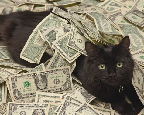 Cash Cats Betfair